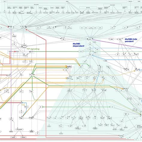 The architecture of the TLR signaling network. A reduced map of TLR ...