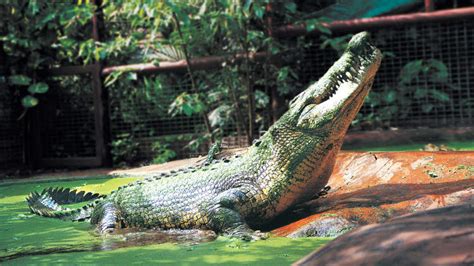 Cassius The Crocodile