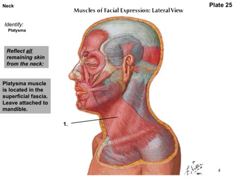 Anterior Cervical Triangle Neck Flashcards Quizlet