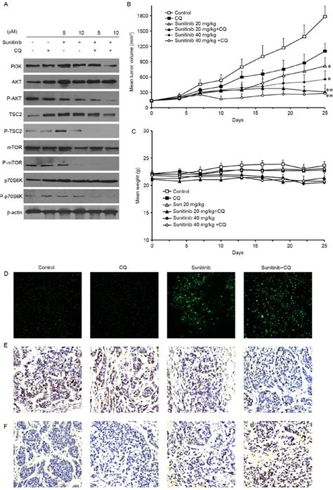 Sunitinib Induces Autophagy By Inhibiting The Aktmtorp70s6k Signaling