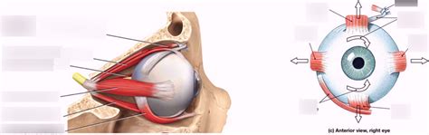 Muscles that move the Eye Diagram | Quizlet