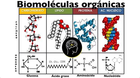 Biomoleculas Organicas Carbohidratos Lipidos Y Proteinas Images | The ...