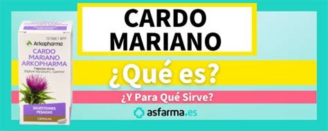 Cardo Mariano Qu Es Y Para Qu Sirve Arkopharma Info