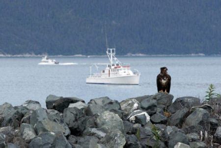 Alaska Wildlife Viewing in Haines | Private Wildlife Tour | Bear Viewing