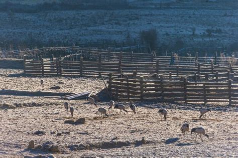 Premium Photo | Black-necked cranes on a field in phobjikha valley bhutan