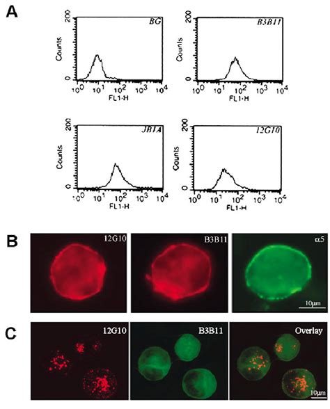 A Differential Expression Of 1 Integrin Epitopes On K562 Cells Cells Download Scientific