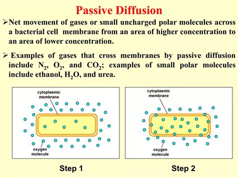 Bacterial-cell-membrane.pdf