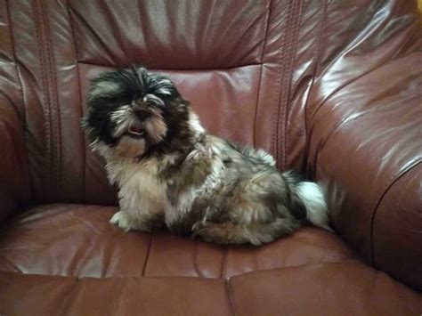 Shih Tzu Piesek Z Rodowodem Wiecie Olx Pl