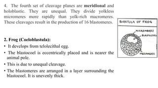 STUDY OF CLEAVAGE BLASTULA, GASTRULA.pptx