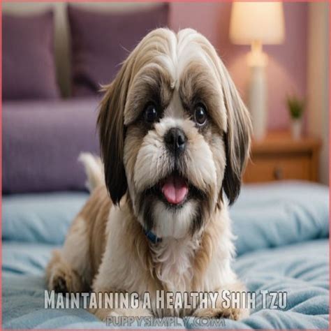Shih Tzu Lifespan: What Affects Their Years of Life?