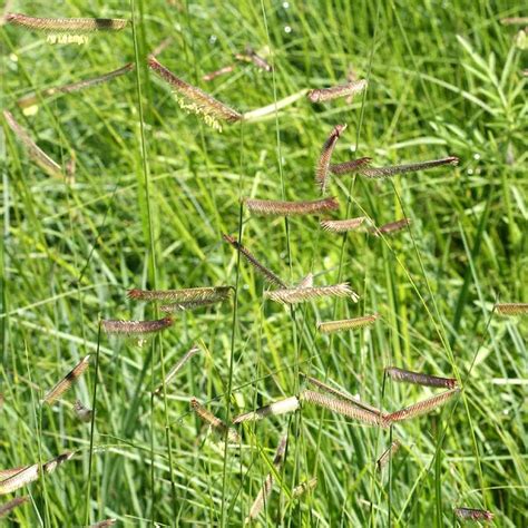 Black Grama Grass