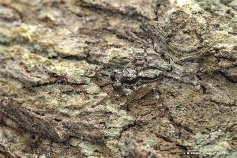 Male Malayan Tree Trunk Jumper Phaeacius Malayensis Wan Flickr