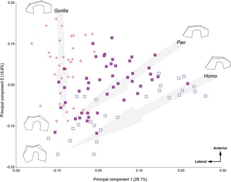 Pca In Procrustes Shape Space Of The Procurstes Aligned Data For The Download Scientific