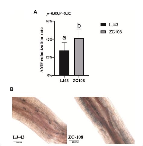 A Arbuscular Mycorrhizal Fungi Amf Colonization Rate The Root