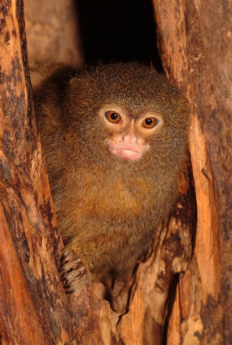 Pygmy Marmoset Baby Cebuella Pygmaea Stock Photo - Image of male, world ...