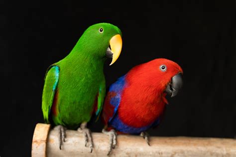 Eclectus Parrot, Bird Photography, Female Eclectus,, 58% OFF