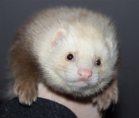 Past Angora Ferret Litters - Frisky Business Ferretry | Angora ferret ...