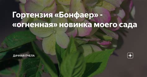 Гортензия «Бонфаер» - «огненная» новинка моего сада | Дачная пчела | Дзен