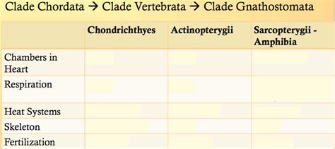 Clade Gnathostomata Comparison Diagram Quizlet