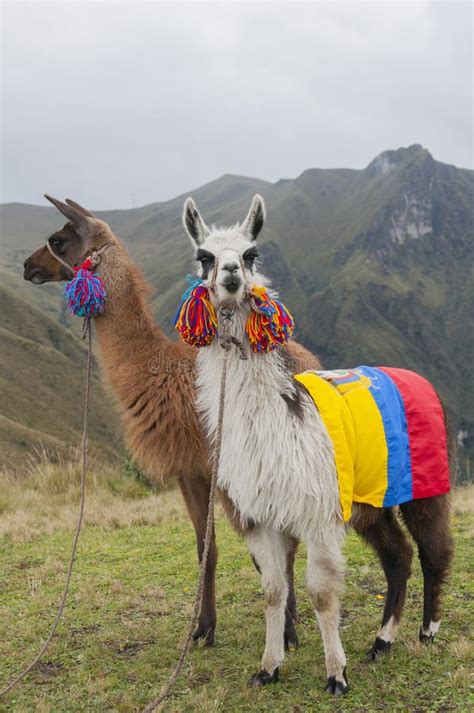 Decorated Alpaca In Sacred Valley Peru Stock Image Image Of Llamas