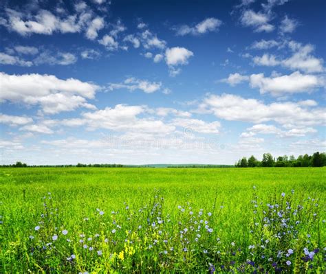 Campo Verde Bajo El Cielo Azul Paisaje Del Verano Foto De Archivo