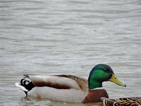 Besplatna Slika Jezero Ptice Vodarice Divlje Ptica Ptica Patka