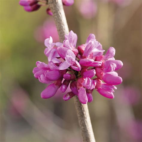 Chinesischer Judasbaum Avondale Cercis Chinensis Avondale