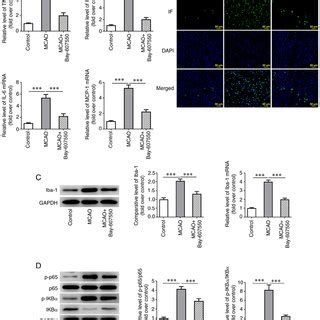 PDE2 Inhibitor Reduces Inflammatory And The Activation Of Microglia In