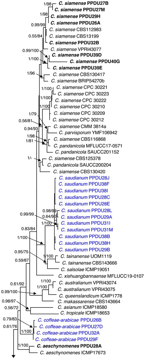 Jof Free Full Text Multi Locus Phylogenetic Analysis Revealed The Association Of Six