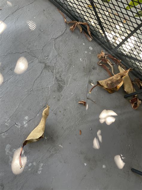 rubber tree losing leaves 6