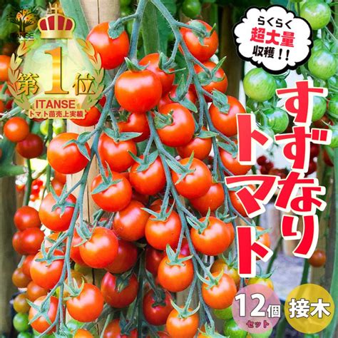 Itanse ミニトマトの苗 すずなりトマト 接木苗 野菜の苗 9cmポット お買い得12個セット 人気 家庭菜園 簡単栽培 送料無料 イタン