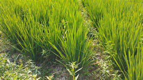 Kemarau Panjang Bikin Ratusan Hektare Sawah Di Kabupaten Purwakarta