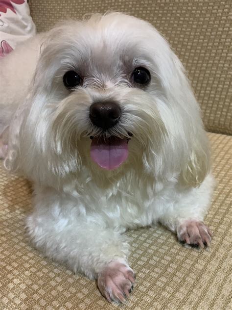 Shaved dog paws look like mole feet : r/mildlyinteresting