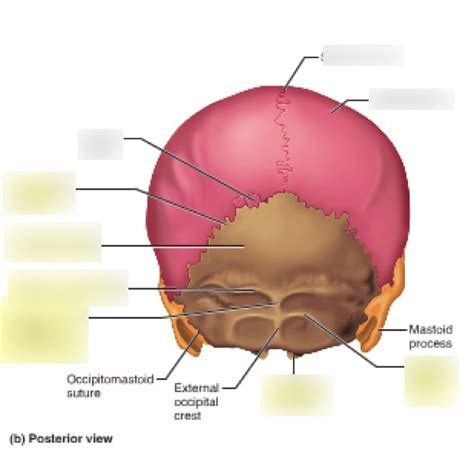 Occipital Bone Diagram Quizlet