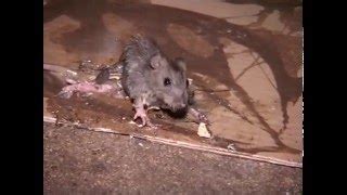 Documentaire Les Rats Dans La Ville De Paris