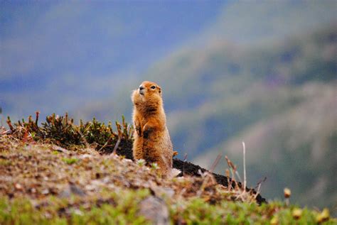 Hiking Tours | Denali National Park & Preserve | Denali, Alaska Guides