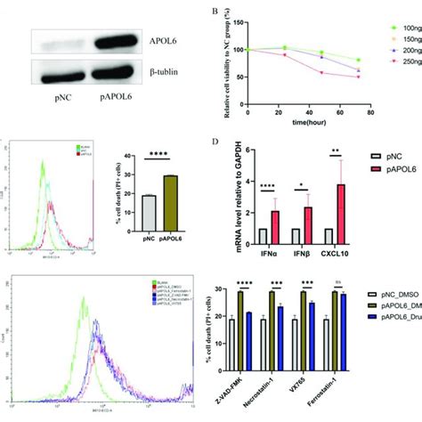 APOL6 induced immunogenic cell death in vitro. (A) Immunoblot analysis ... 