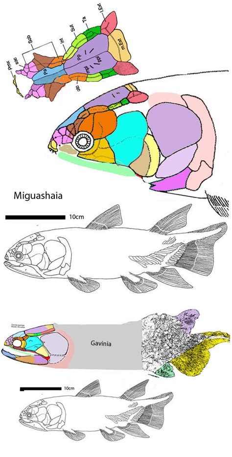 Allenypterus, Coelcanthus, Ghuizhoucoelcanthus, Holopterygius ...