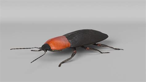 Beetles Bundle 3d Model Turbosquid 1714177