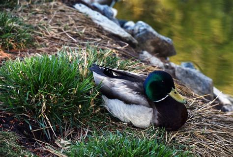 Sleeping Mallard Duck Free Stock Photo Public Domain Pictures