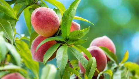 Peach Tree Varieties: 30 Types of Peaches for Home Gardeners