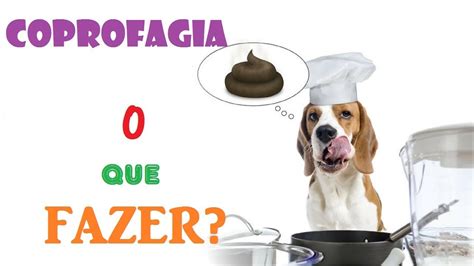 Coprofagia meu cão come as fezes o que fazer Veterinária explica