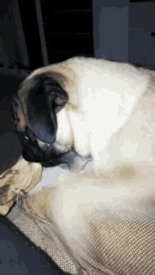 Sad Pug GIFs | Tenor