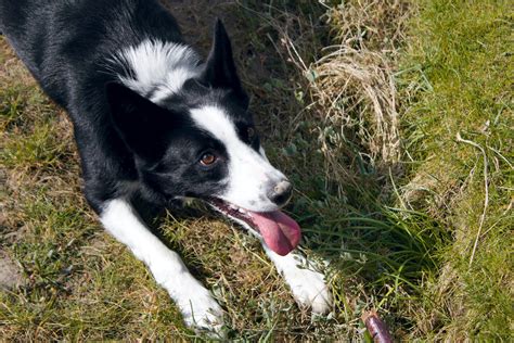 Descubre C Mo Ayudar A Tu Border Collie Ansioso En Pasos