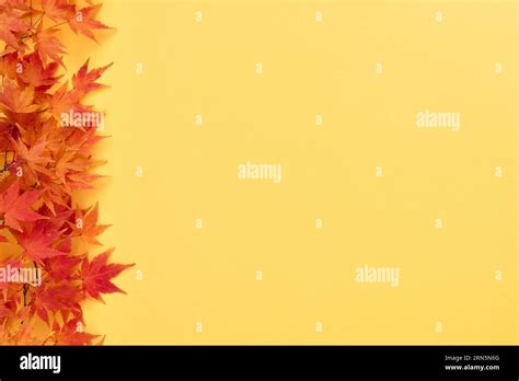 Yellow Autumn Background with Leafy Border Stock Photo - Alamy