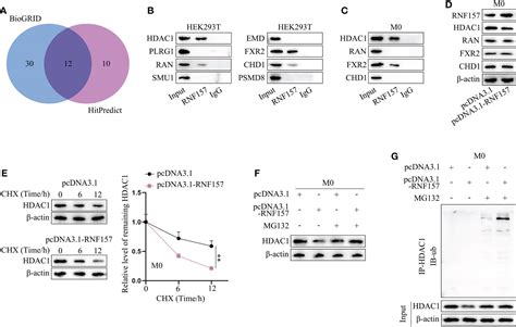 Frontiers Exosomal Rnf Mrna From Prostate Cancer Cells Contributes