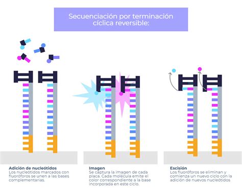 NGS Secuenciación de Nueva Generación Genotipia