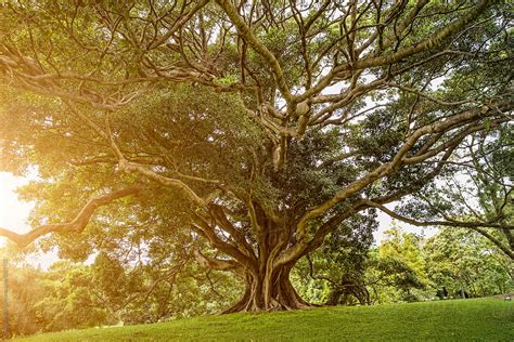 Fig Tree In Glowing Light By Stocksy Contributor Odyssey Stock