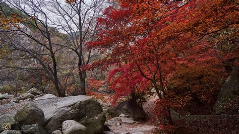 Red Leaves Autumn Trees Branches Stones Mountains Background Autumn HD