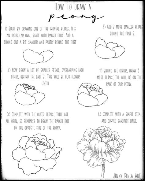 Easy Step By Step Peony Drawing Drawing Rjuuc Edu Np